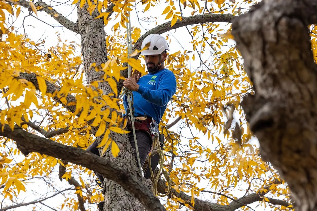 Skilled Storm Damage Cleanup crew working in Barrackville