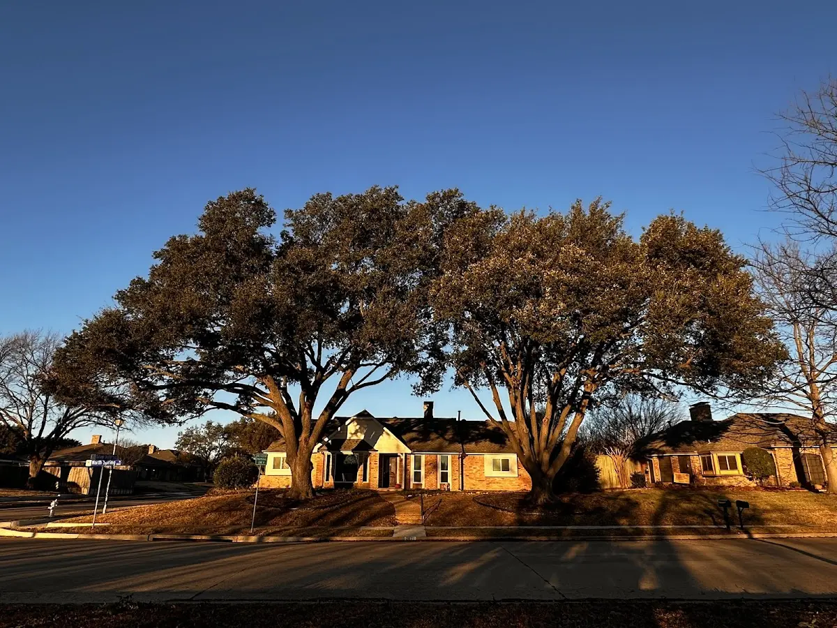Established residential canopy tree shading a home in Barrackville